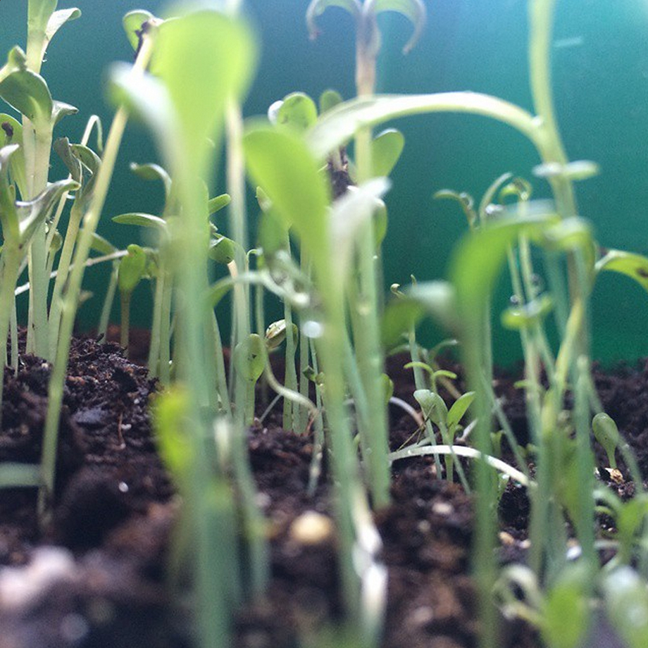 Careers plant